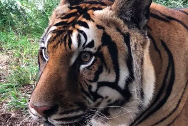 This is a photo of Ming, a tiger who was rescued from a Harlem apartment.